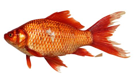 transparent fish